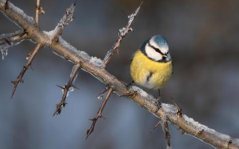 Blaumeise (c) Stefan Höreth